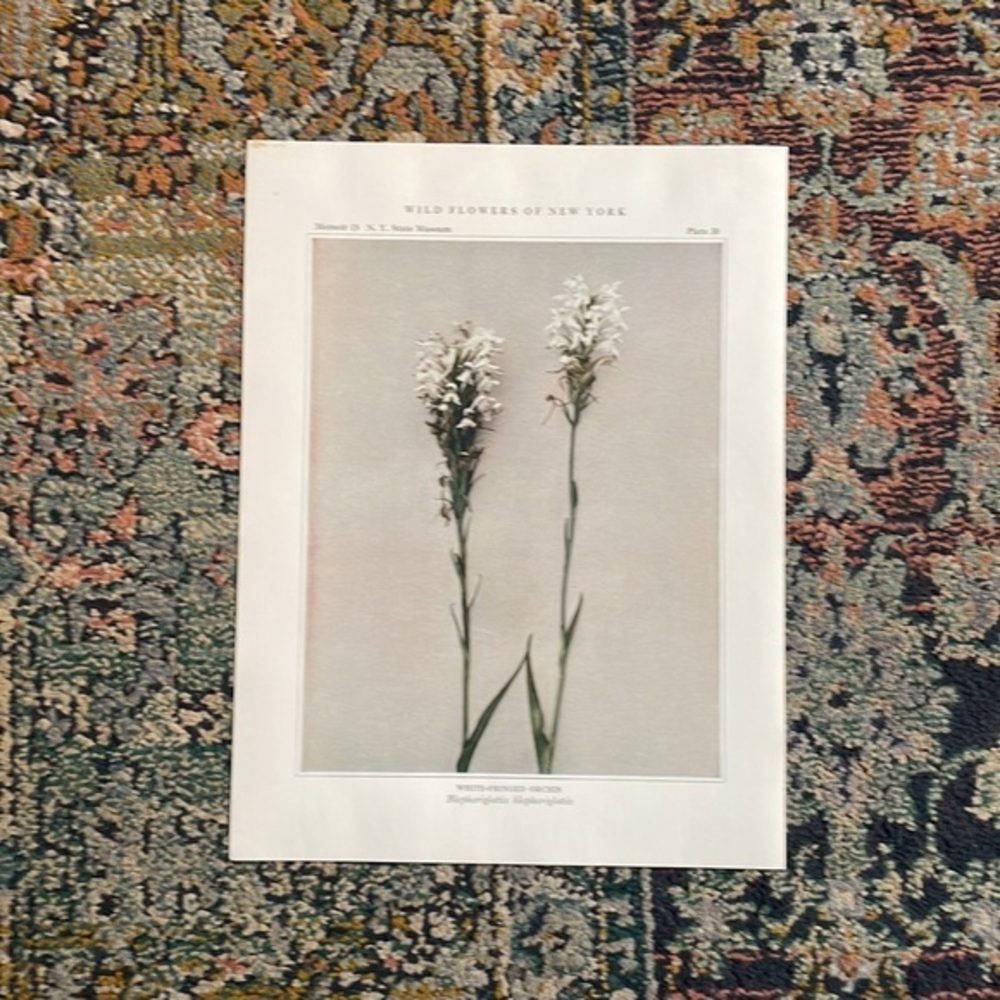 🖤5/$25 Antique Botanical Plant Print Original over 100 years old Vintag…